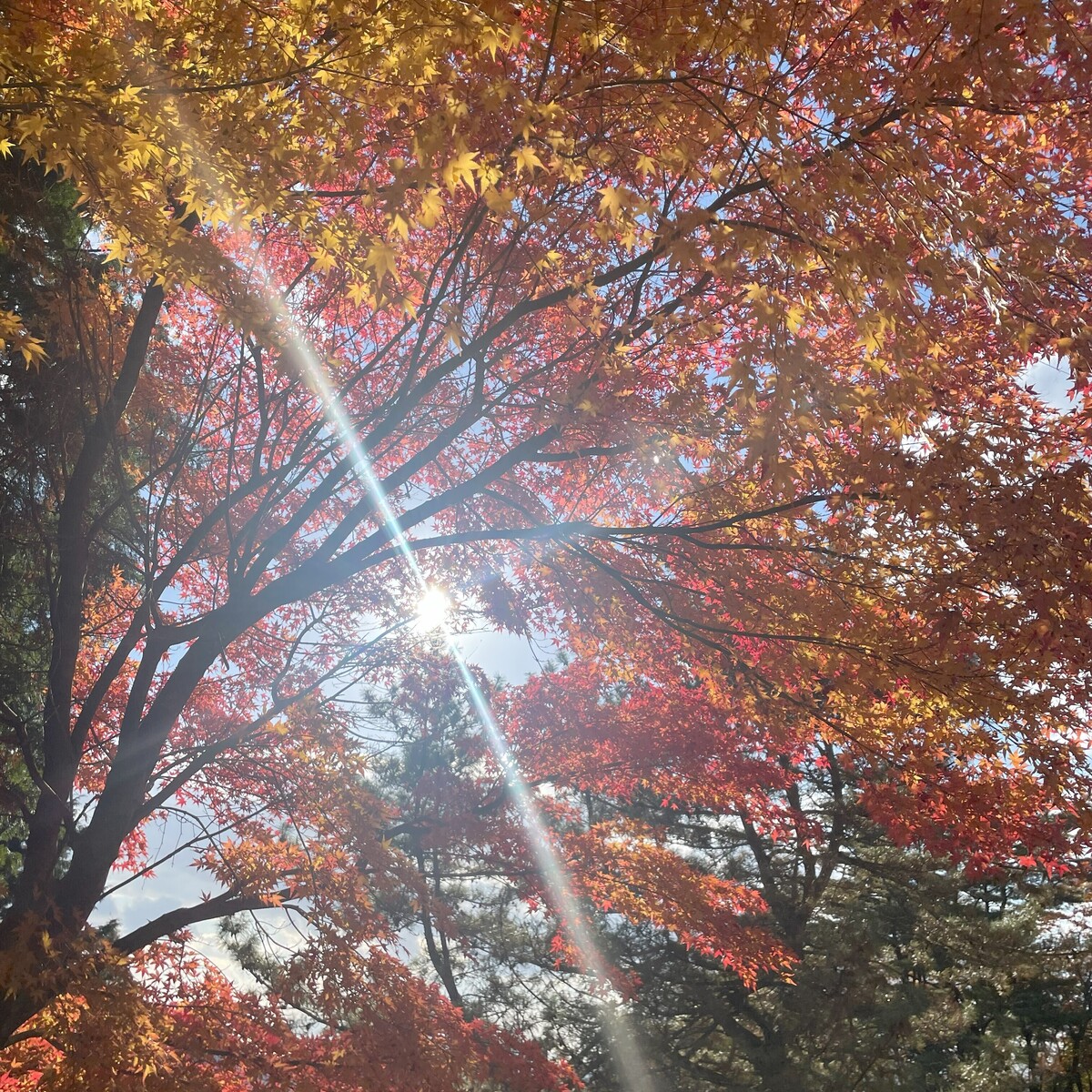 【兵庫】超穴場関西紅葉スポット