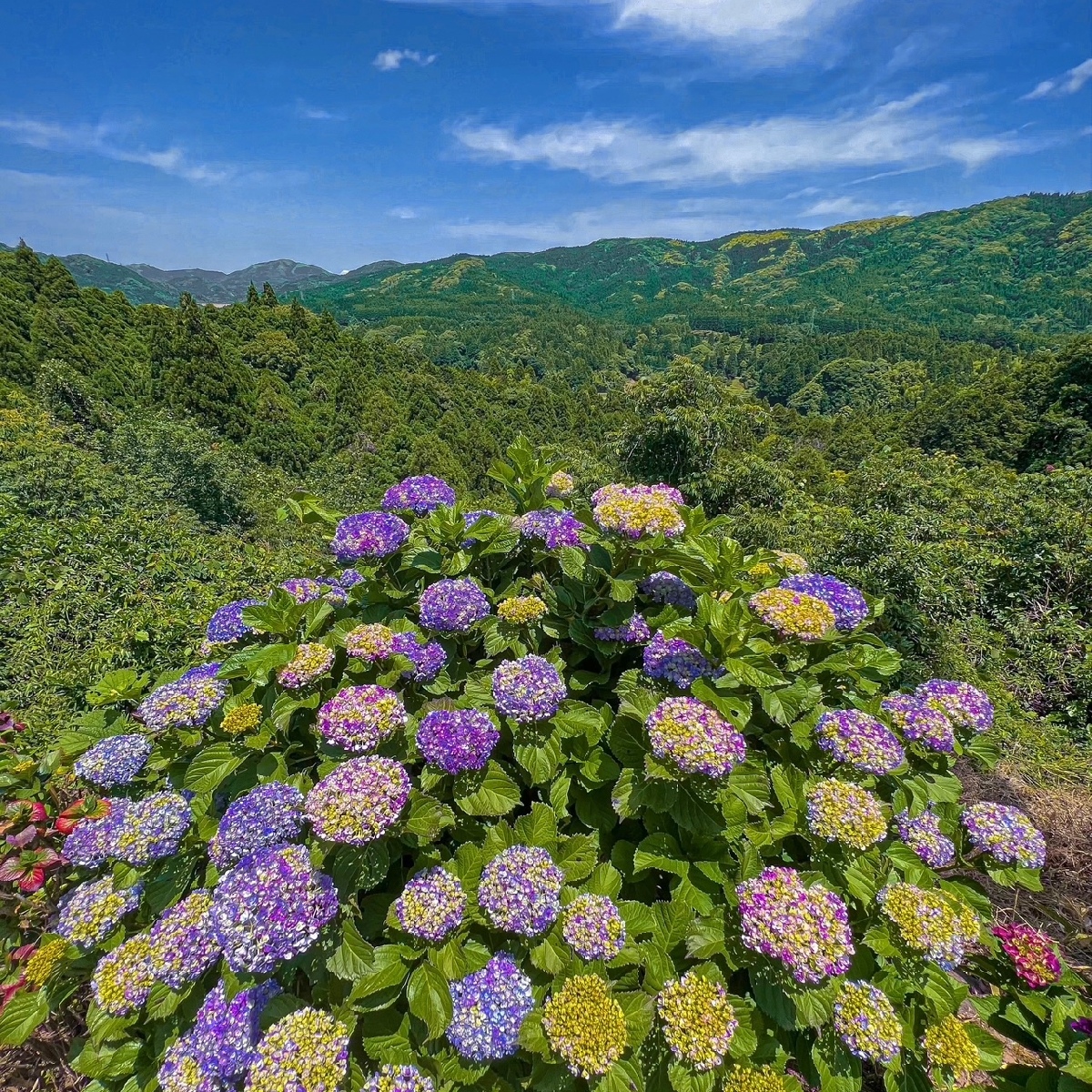 【鹿児島観光】あじさいが咲く秘密の花園は息を呑む絶景だった