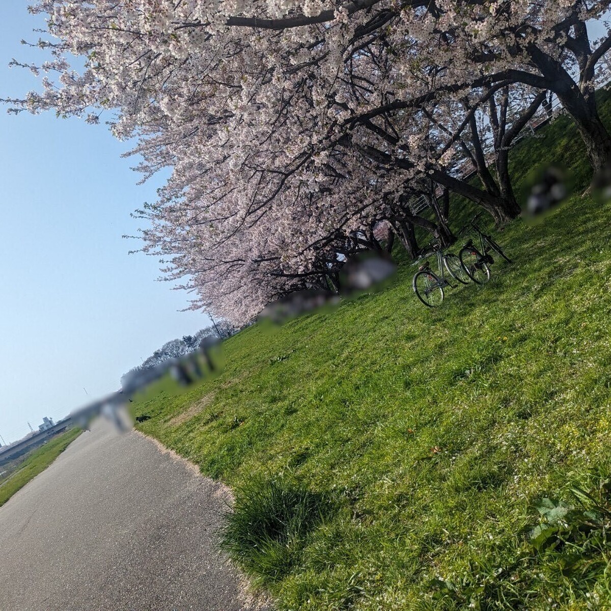 【金沢】超速報！桜の開花状況と地元民おすすめのお花見スポットを一足早すぎる?!気がしますがご紹介！