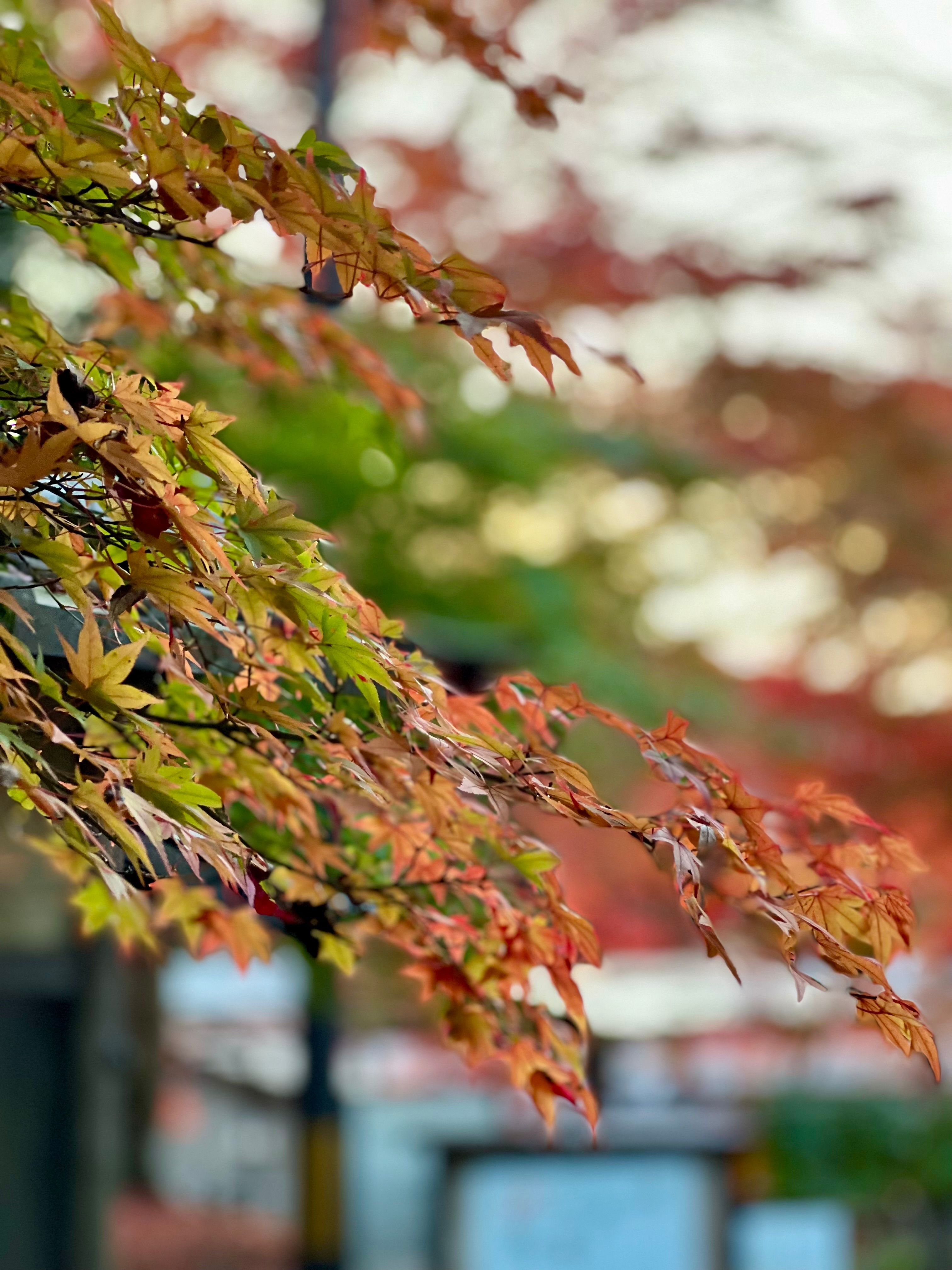 クリックでトリミング 紅葉したもみじ