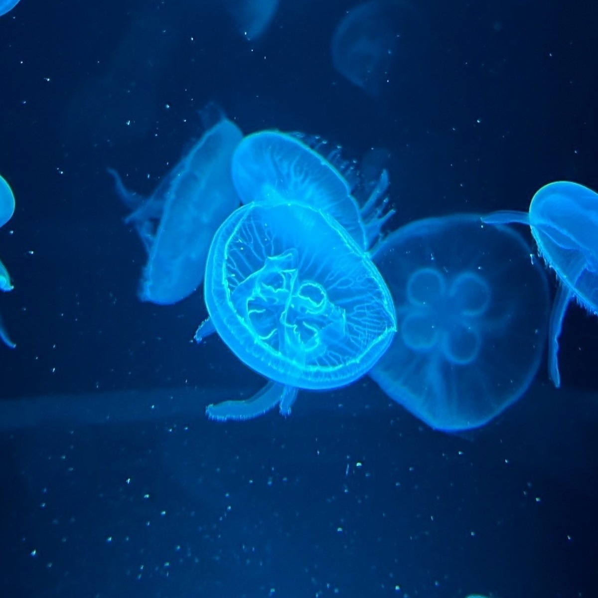 京都｜【昨日生まれたの！？】生後1日のクラゲ見たことある？🪼