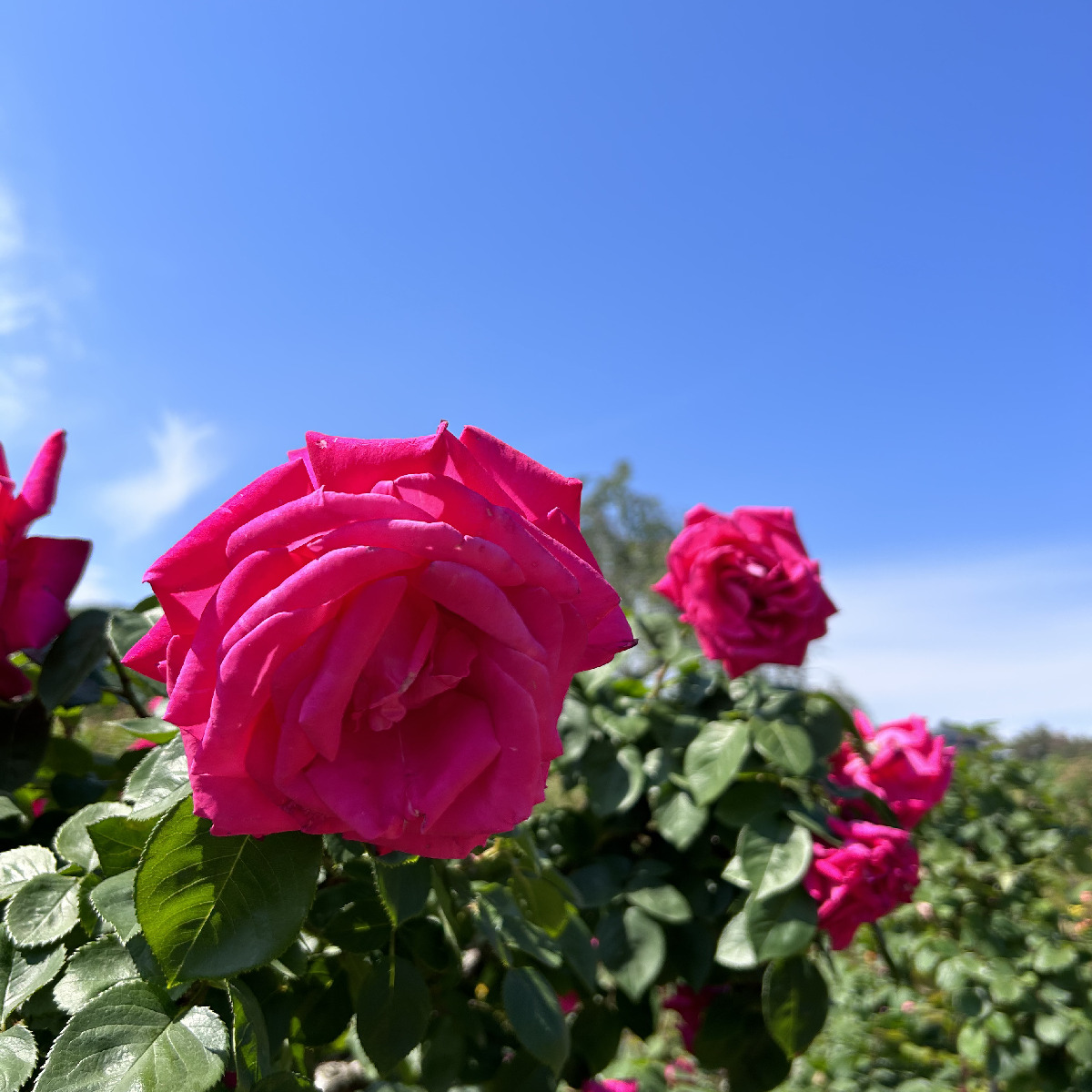 【栃木　足利】満開の薔薇は見て撮って楽しむ！