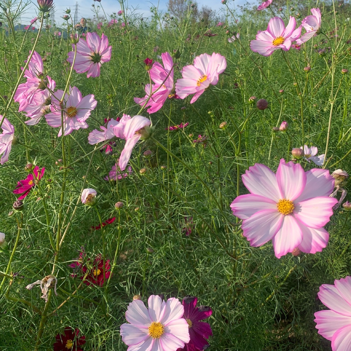 【大阪】一度にたくさんのお花が楽しめる！万博記念公園のコスモス・コキアフェスタ