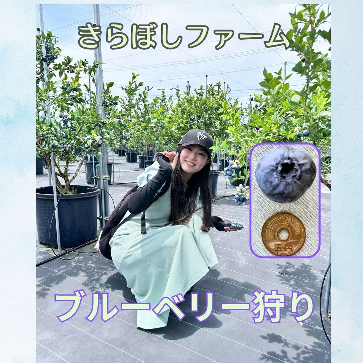 【石川県 小松市】『きらぼしファーム』の🫐ブルーベリー狩り🫐に行くべし！🚙