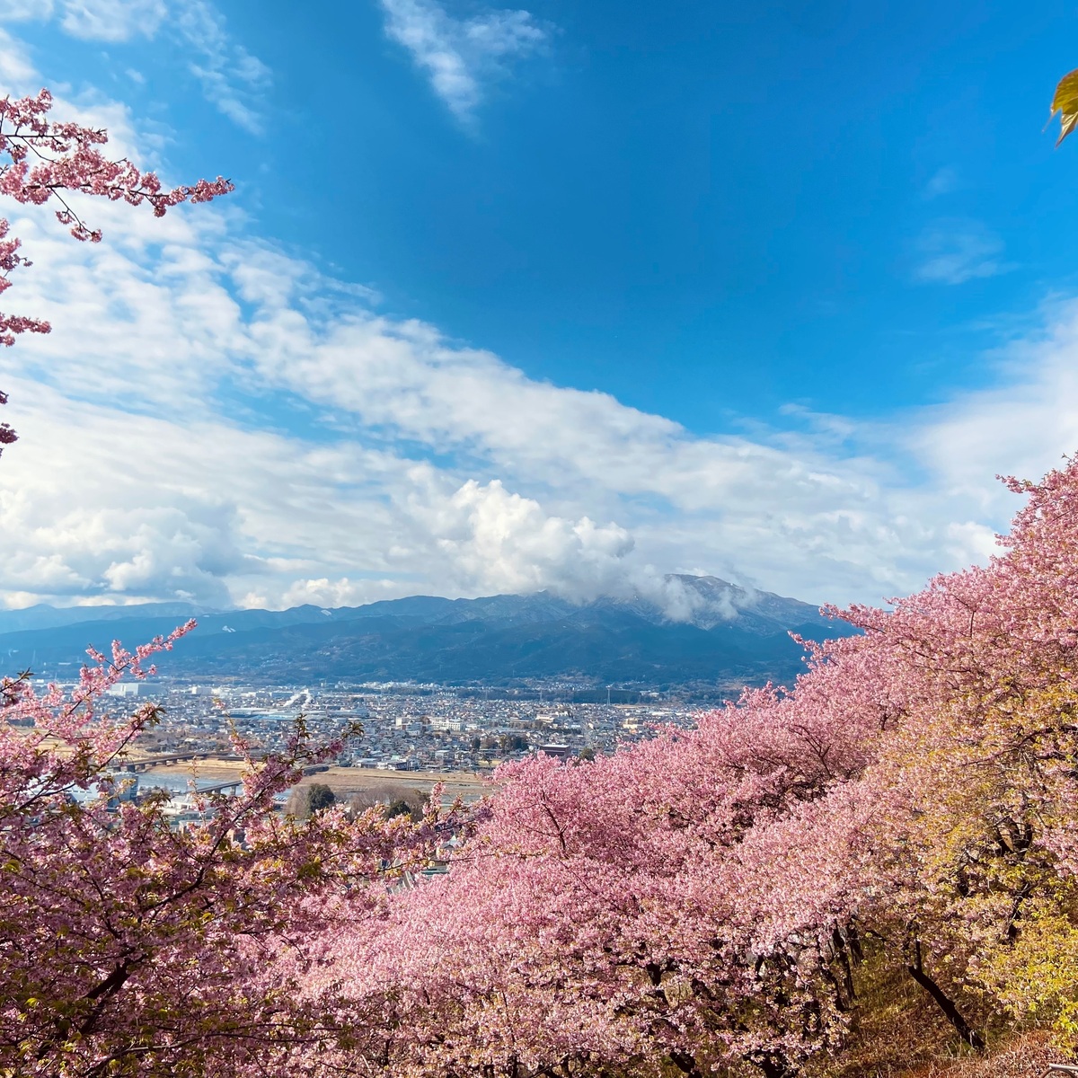 【神奈川】まだ穴場⁈『河津桜×菜の花』の超映えスポット松田町へ行ってみた！人気の登山コースもご紹介