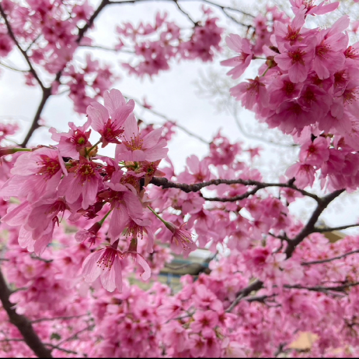 京都で春を体感♡ #私の町の桜スポット