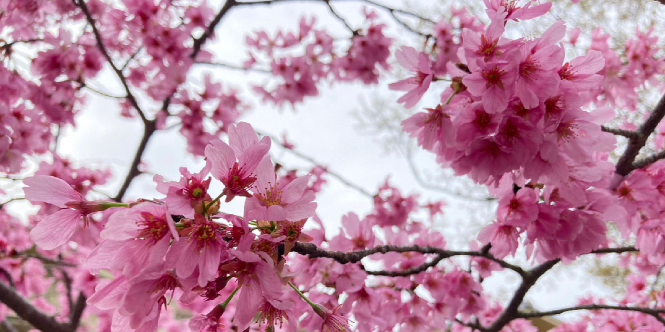 京都で春を体感♡ #私の町の桜スポット