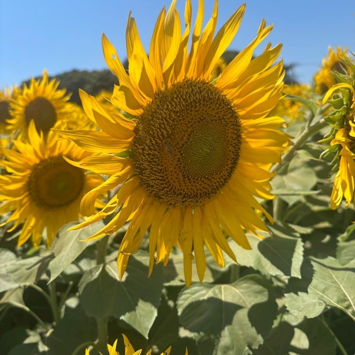 【千葉県/習志野】2025年7月18日より開放‼️藤崎ひまわり回路🌻入場無料🔥5本100円摘み取りも✨