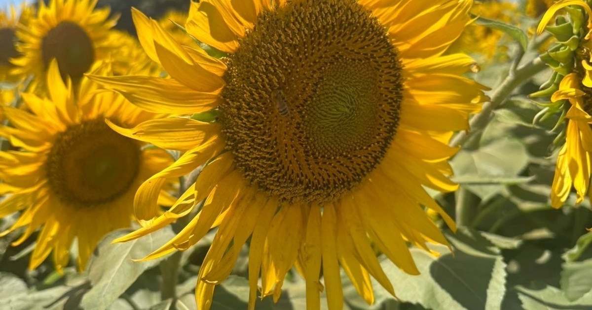 千葉県/習志野】2025年7月18日より開放‼️藤崎ひまわり回路🌻入場無料