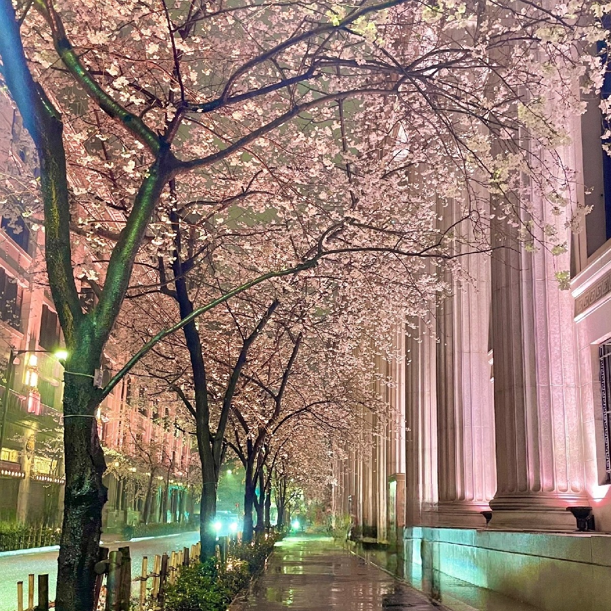 【日本橋でお花見】雨でも楽しめる！《幻想的な桜を眺められる穴場スポット》