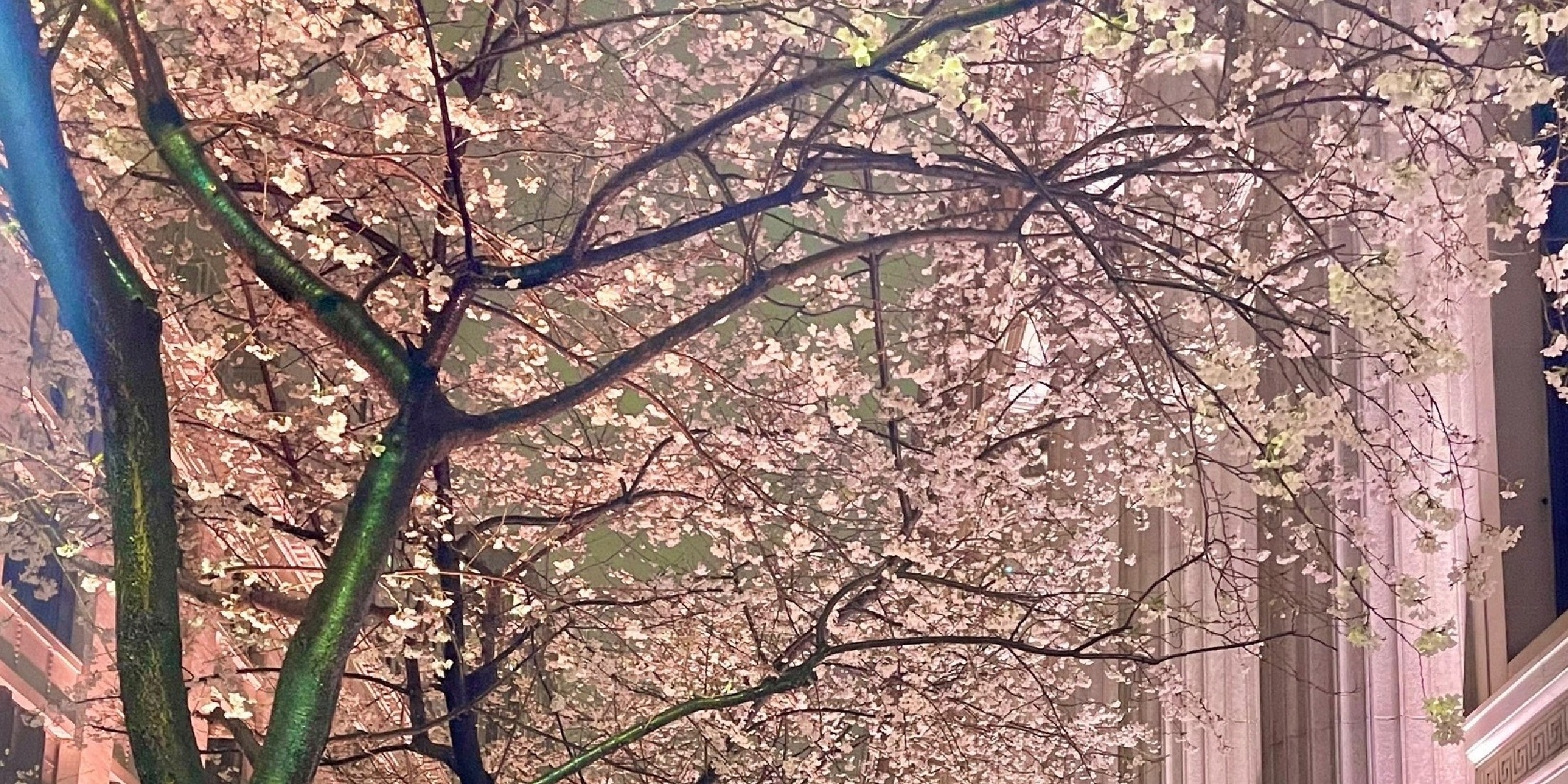 【お花見】雨でも楽しめる！《幻想的な桜を眺められる穴場スポット》