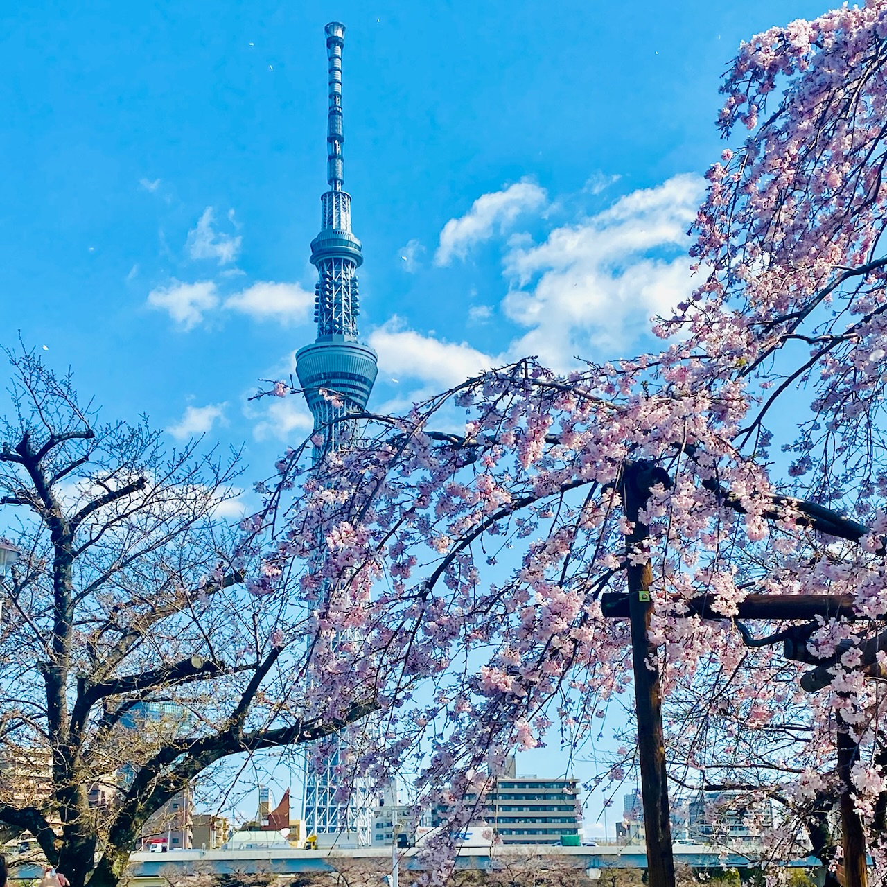 桜×東京スカイツリー