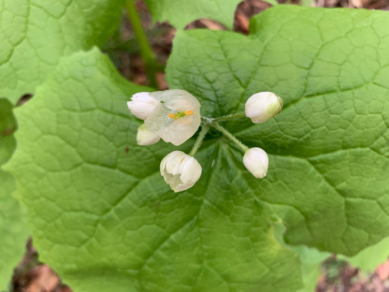 【透明な花】雨に濡れると現れる幻の花の画像_12