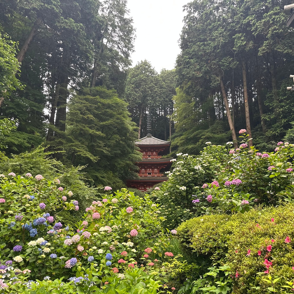 【京都のあじさいスポット】第1弾！おすすめの花寺をご紹介します❤︎