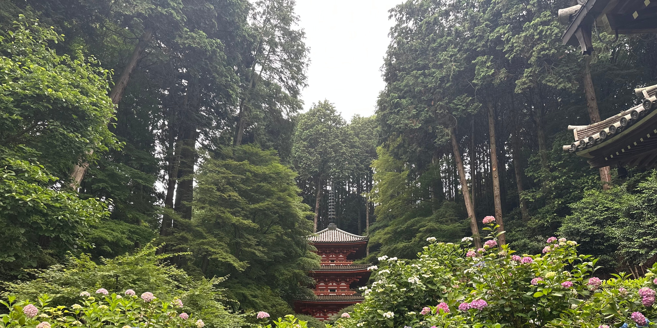【京都のあじさいスポット】第1弾！おすすめの花寺をご紹介します❤︎