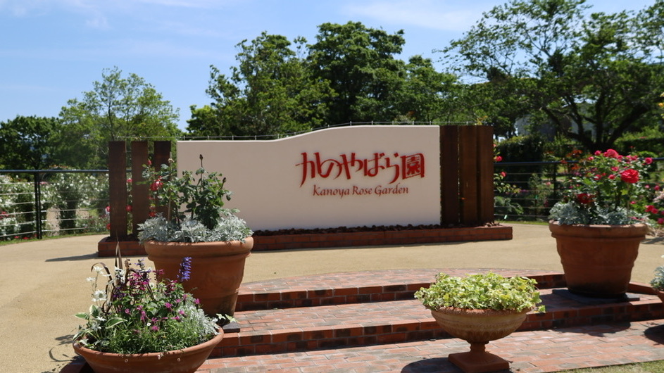かのやばら園は、8haの広大な敷地に3万5千株のバラが植えられた日本最大規模を誇るバラ園