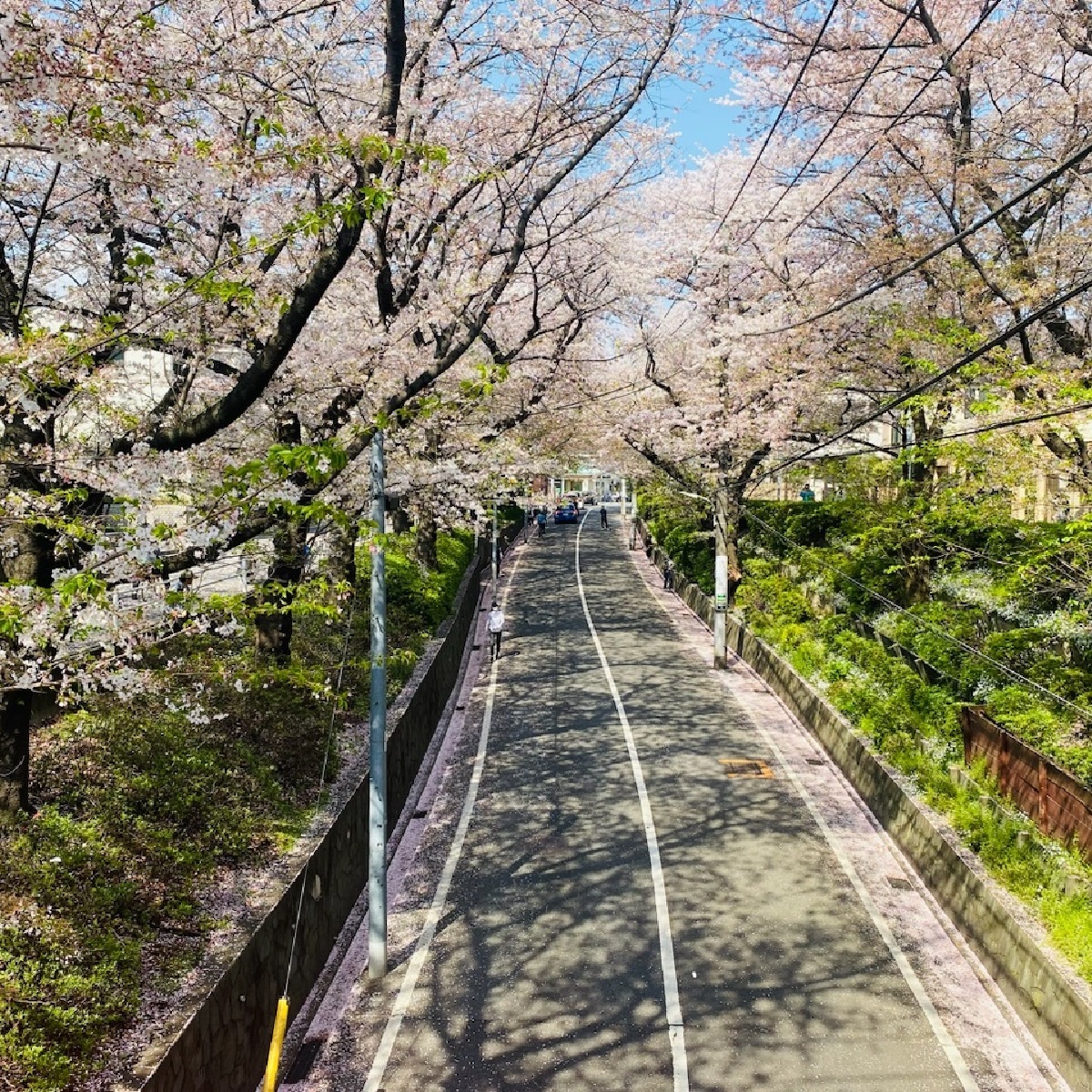 【お花見絶景スポット】あの名曲「桜坂」へ！桜景色を堪能★＃私の町の桜スポット