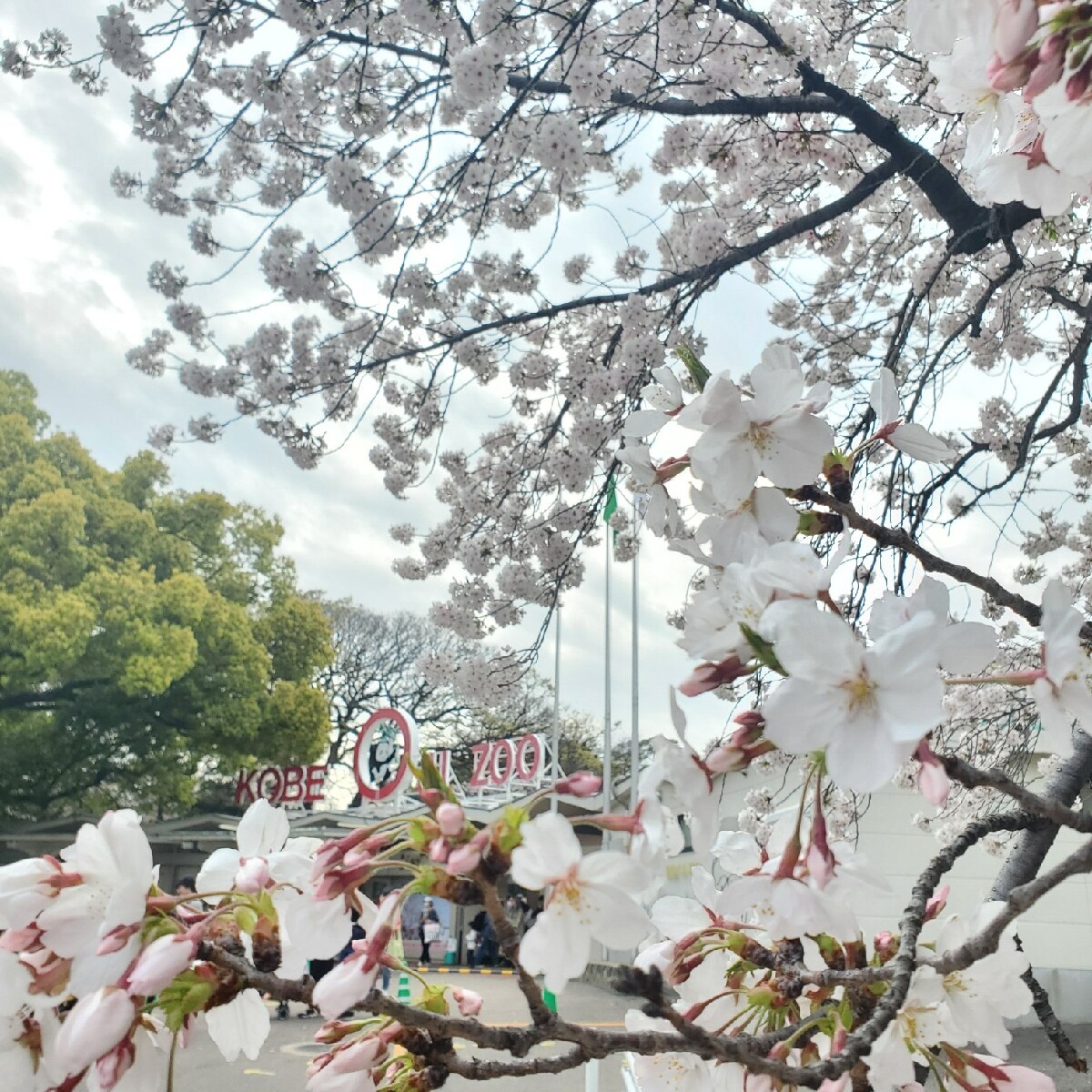 ≪関西・兵庫≫神戸近郊おすすめ桜・お花見スポット！夜桜も楽しめる！