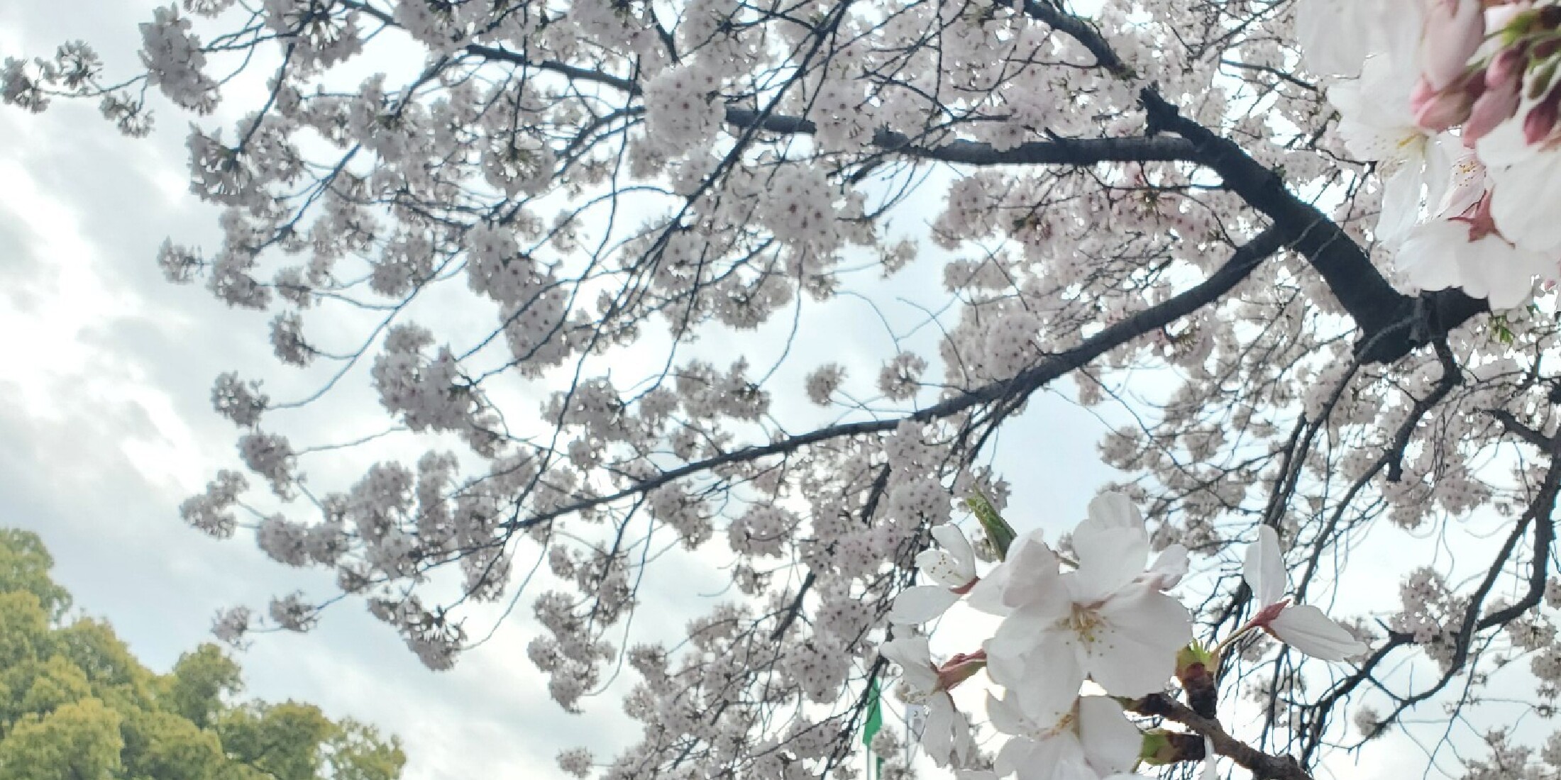 ≪関西・兵庫≫神戸近郊おすすめ桜・お花見スポット！夜桜も楽しめる！