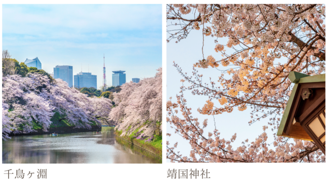 アフタヌーンティーバスツアーを桜の季節の特別バージョン、新宿コース