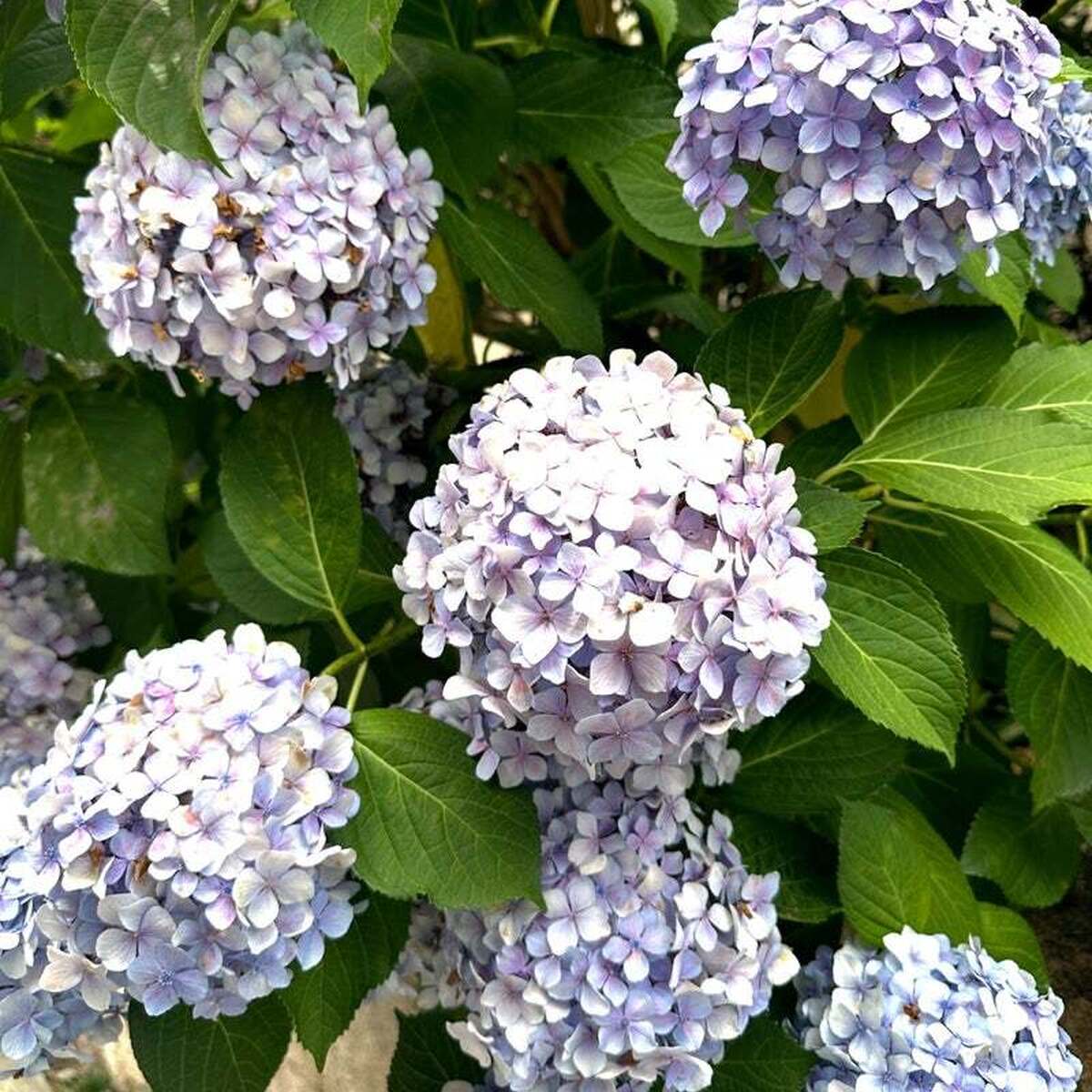 【京都宇治市】三室戸寺の紫陽花が見頃！梅雨時期の絶景スポット