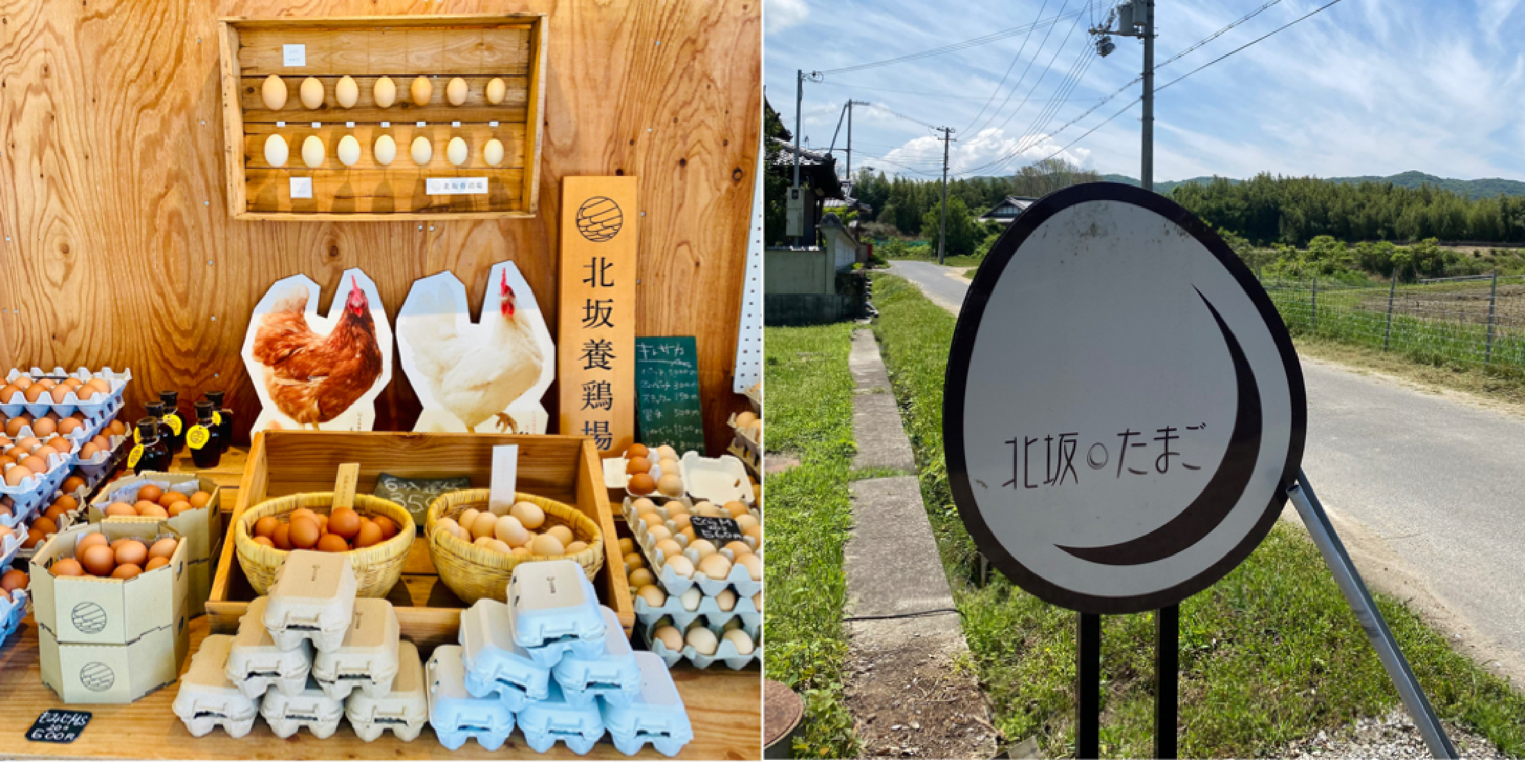 【淡路島・北坂養鶏場】見た目はたまご！中身はプリン！？《たまごまるごとプリン》食べてみて！