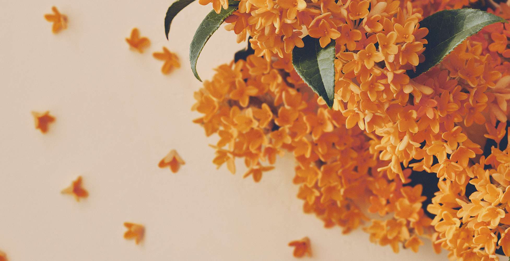 リップからヘアケアまで！ 金木犀の香りに包まれる『フローラノーティス　ジルスチュアート』の限定新作