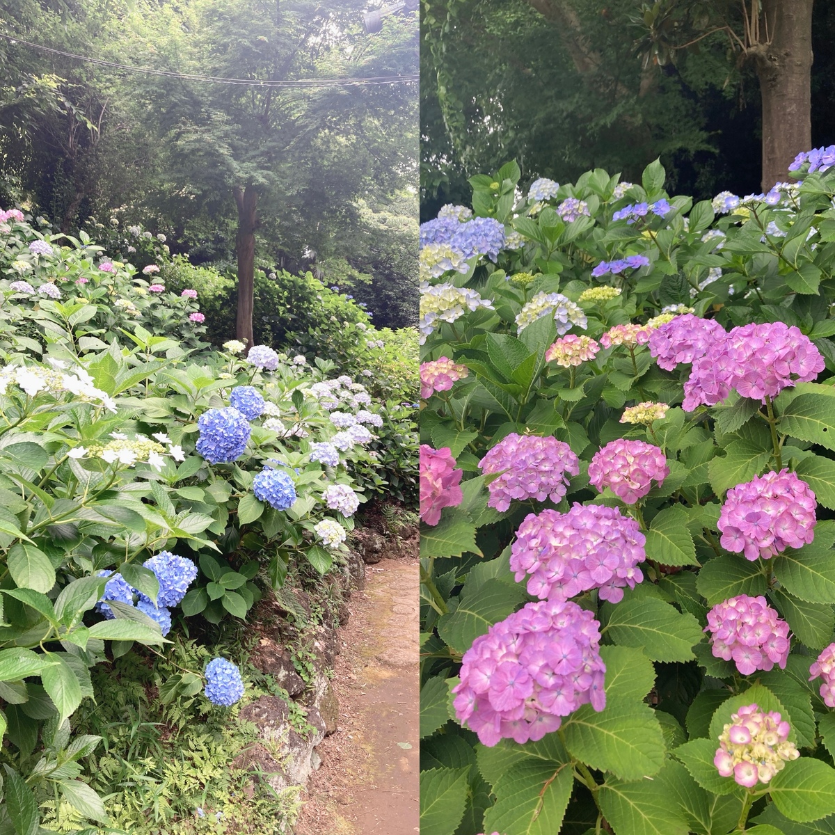 【神奈川県】川崎市「妙楽寺」のあじさいが見頃！映えと癒しの欲張りお散歩デート♡