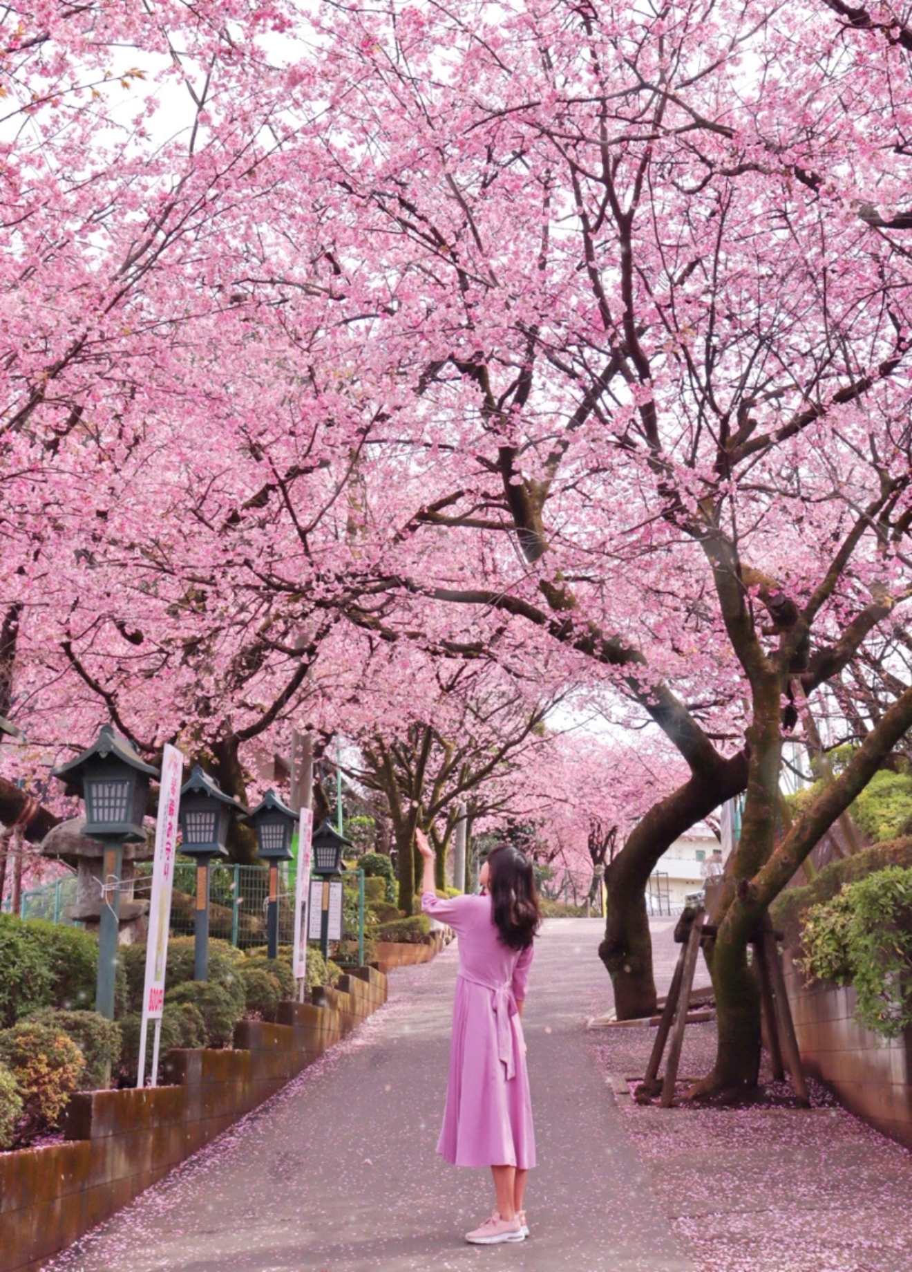 【MORE JAPAN】お花見の穴場も教えちゃう！「春のデートスポット」まとめ