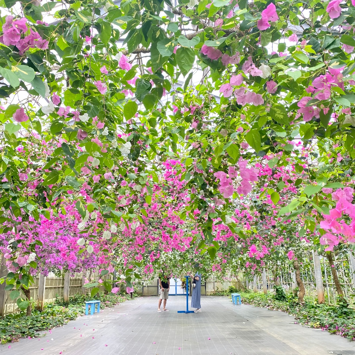 【宮古島】雨の日におすすめな植物園！「ユートピアファーム宮古島」