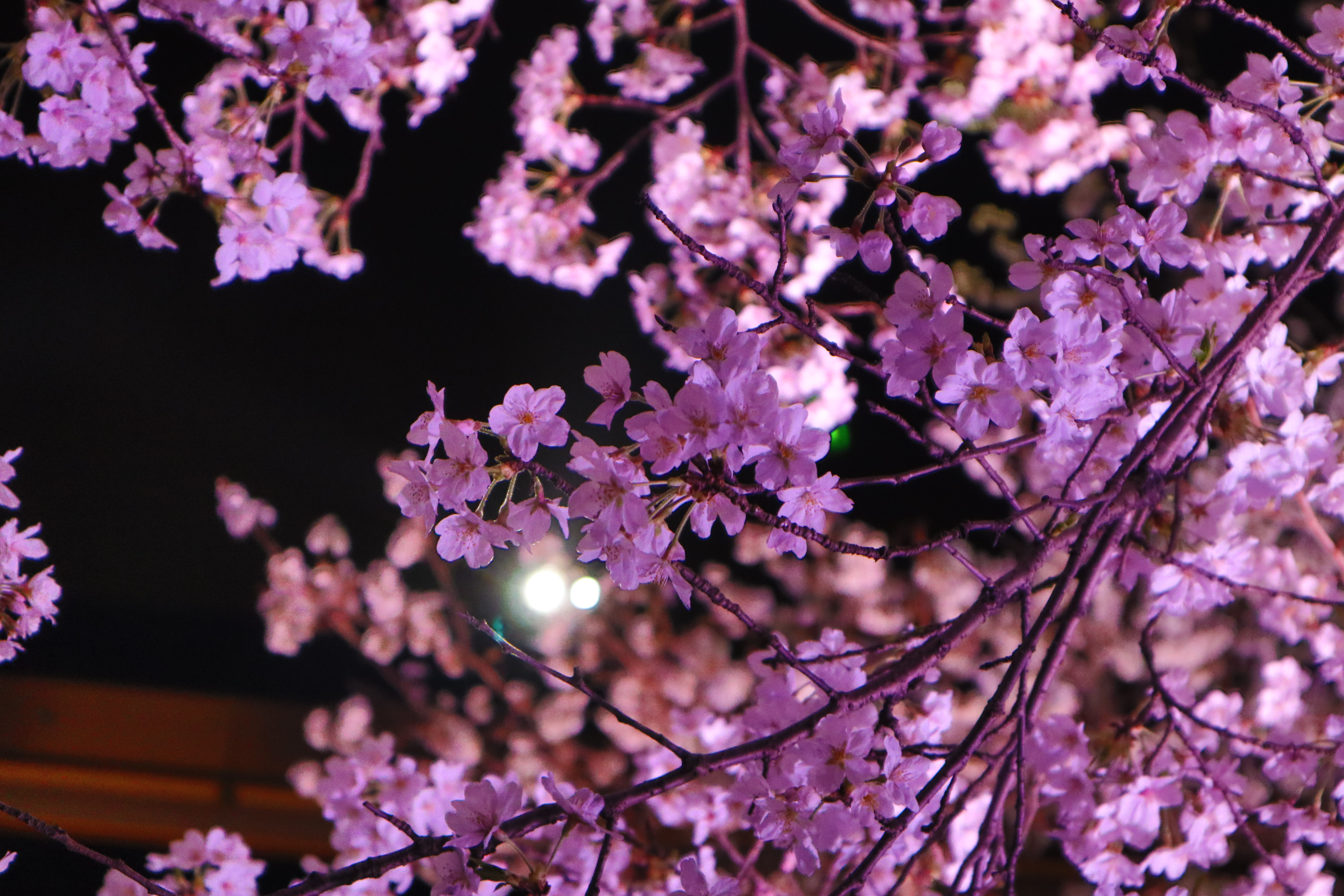 【お花見シーズン】オススメの桜スポットをの画像_4