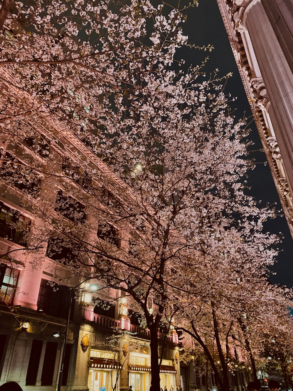 江戸桜通りのライトアップ