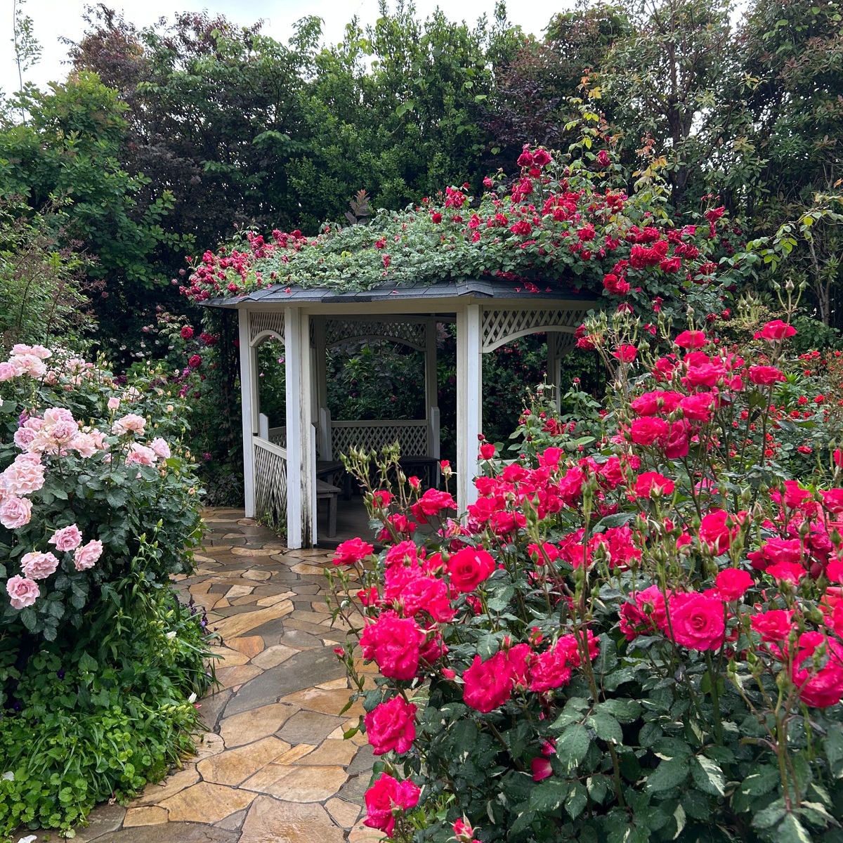 最盛期！横浜イングリッシュガーデンで満開のバラに囲まれる！