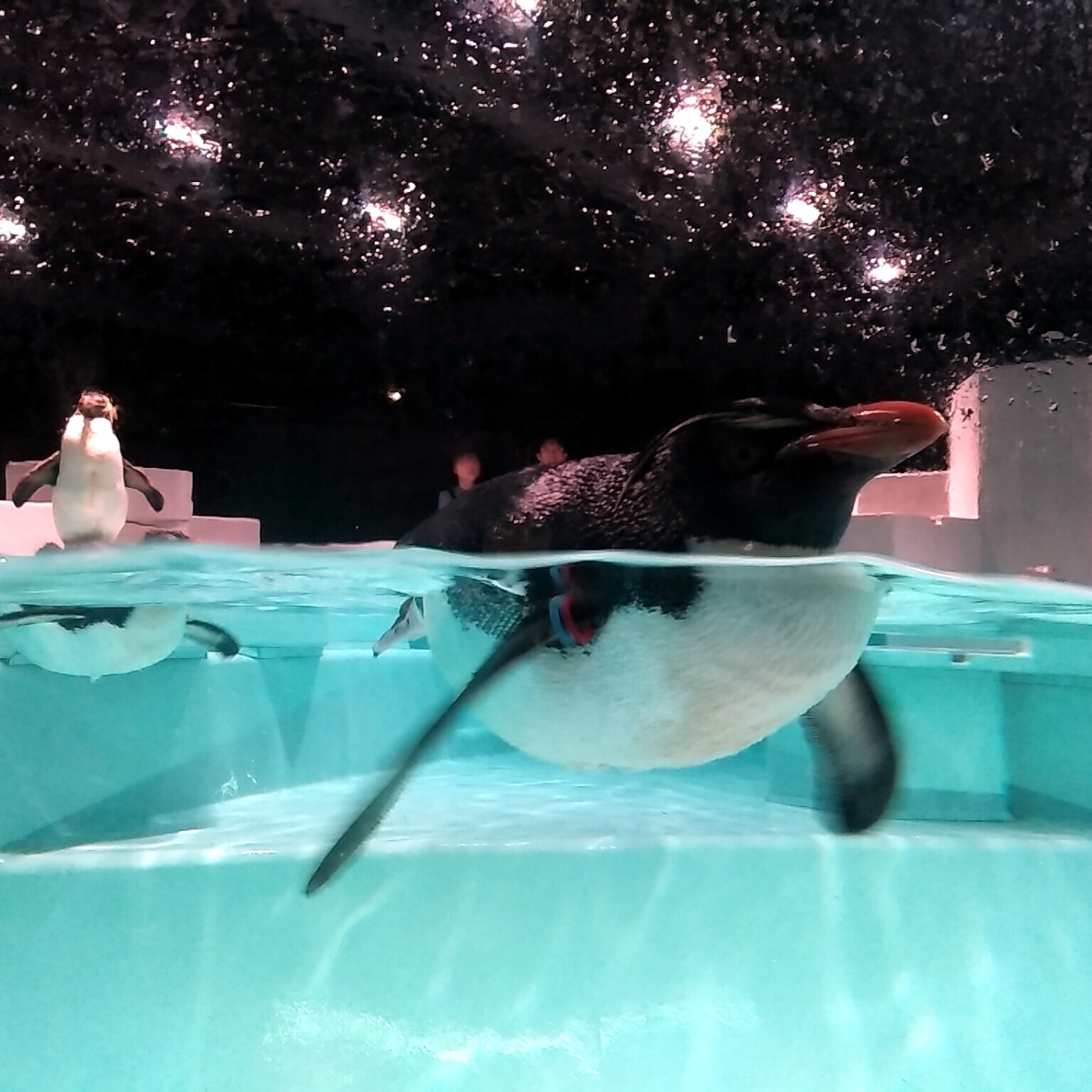 札幌女子旅に🐧AOAO水族館が最高