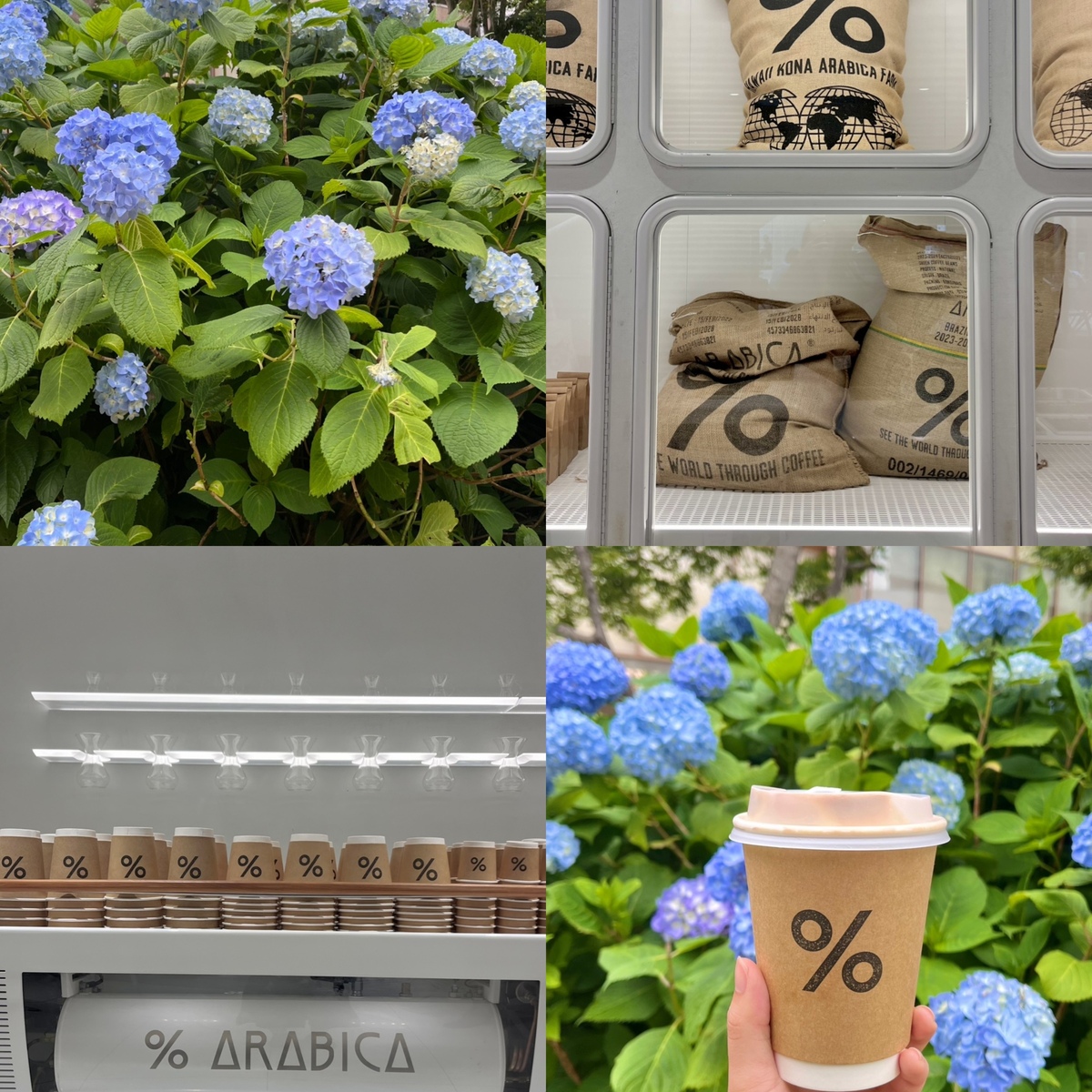 【東京|麻布台ヒルズ】コーヒー持ってお散歩しよう♪あじさい咲く広場で過ごすアーバンチルなひととき