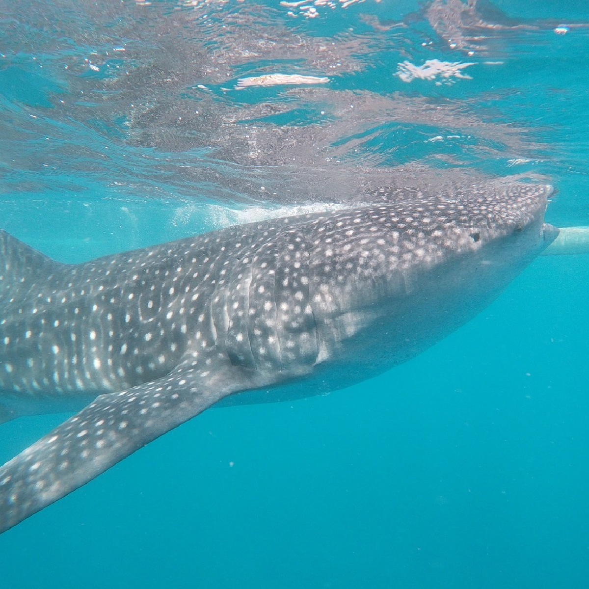 初心者向け！セブ島おすすめ旅行プラン完全ガイド