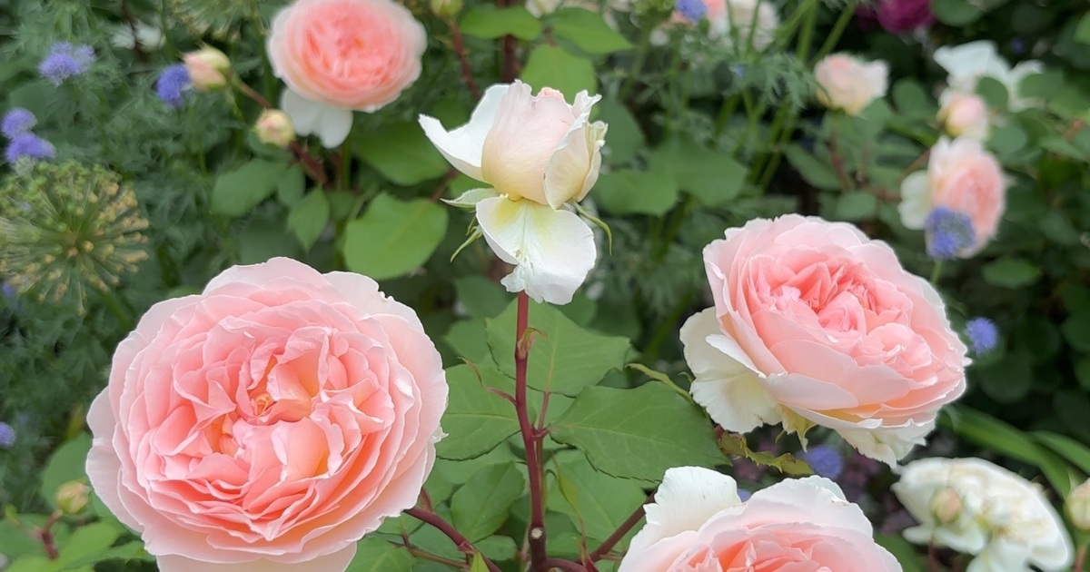 神奈川県・バラ園】入場料無料！今が見頃な「あやせローズガーデン