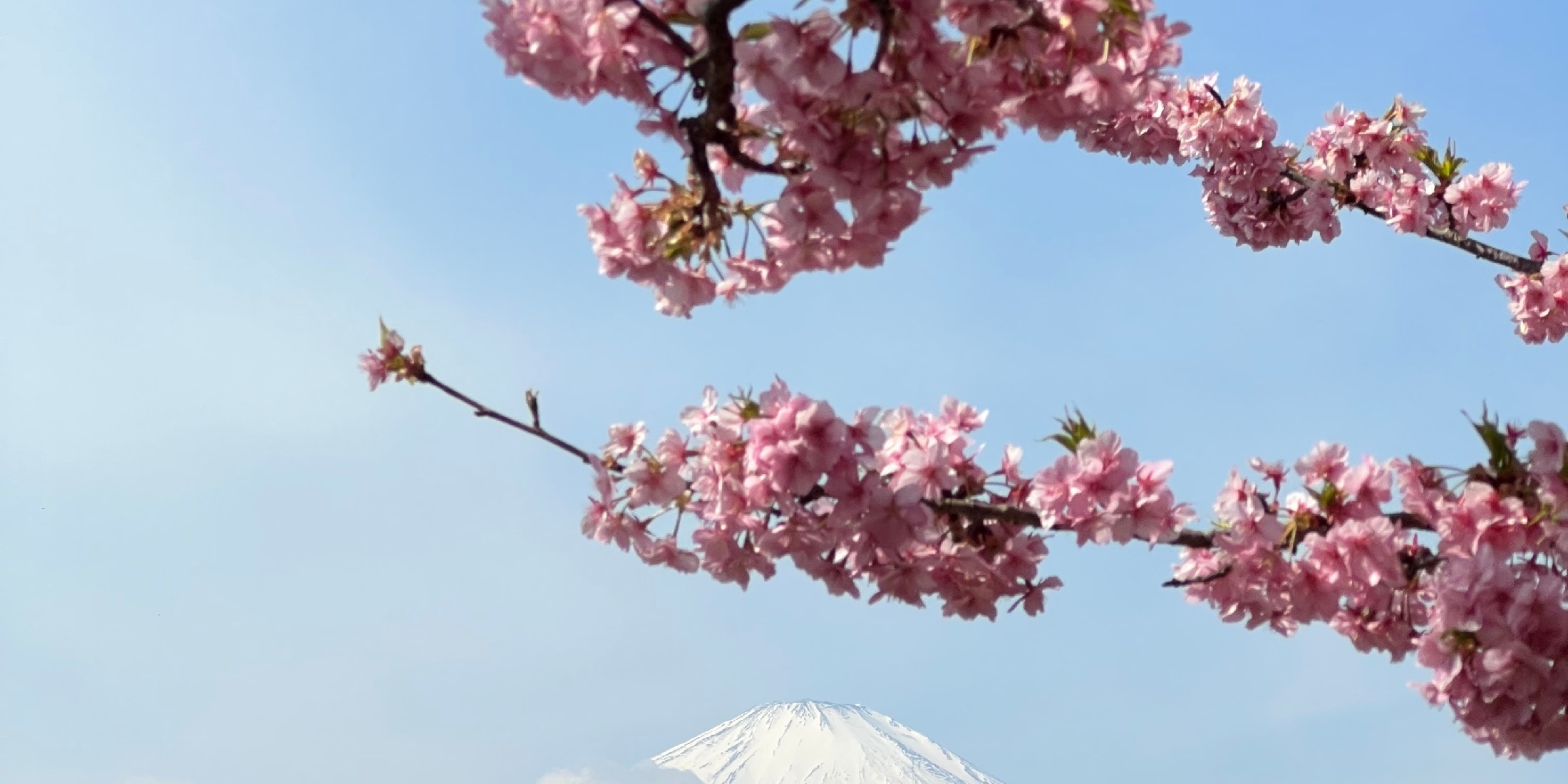 【河津桜スポット】この時期にしか見られない！今が見頃の河津桜おすすめスポットをご紹介！