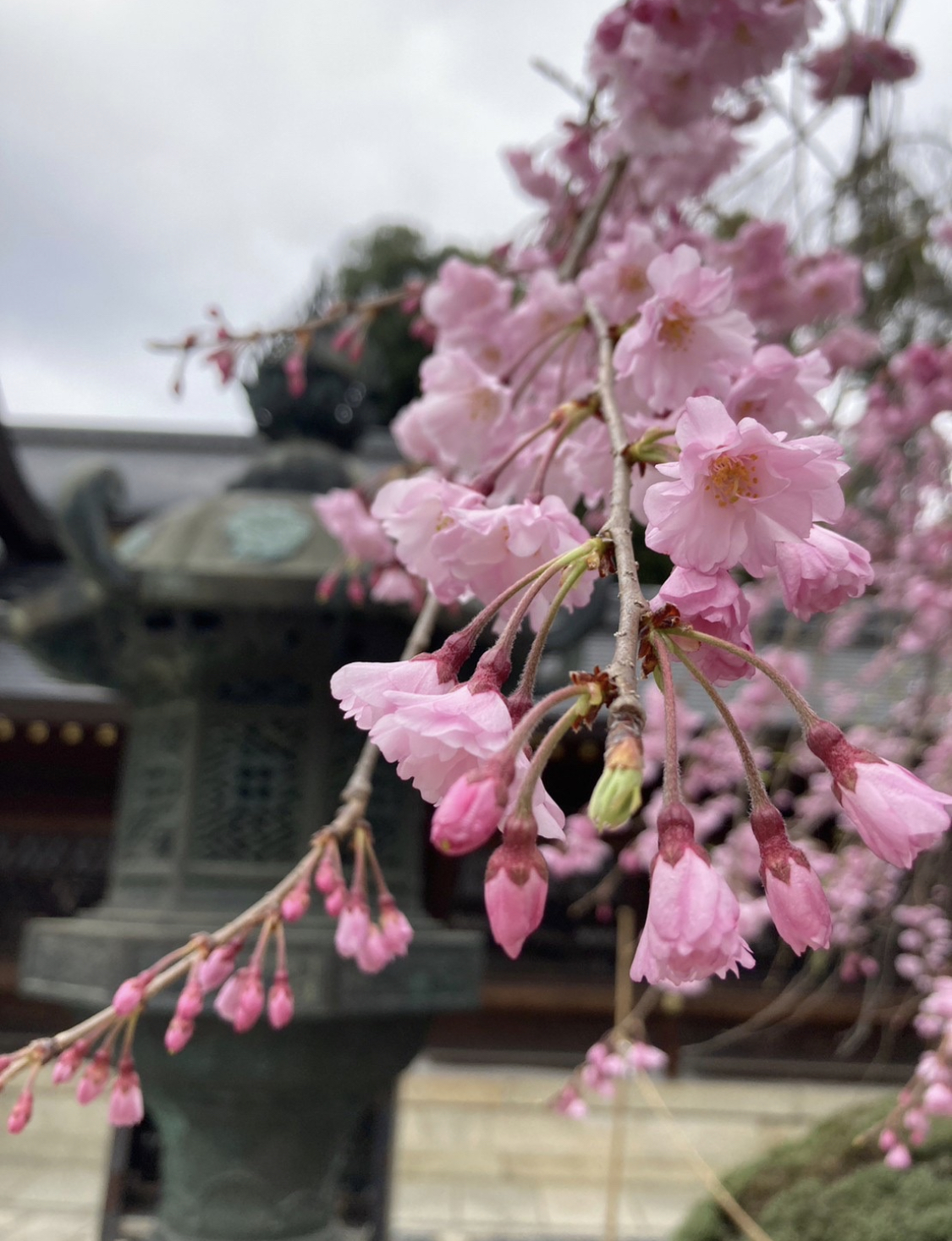 京都で春を体感♡ #私の町の桜スポットの画像_1