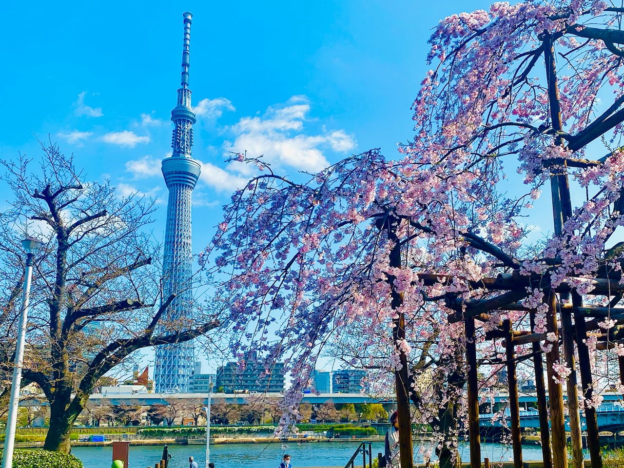 桜×東京スカイツリー
