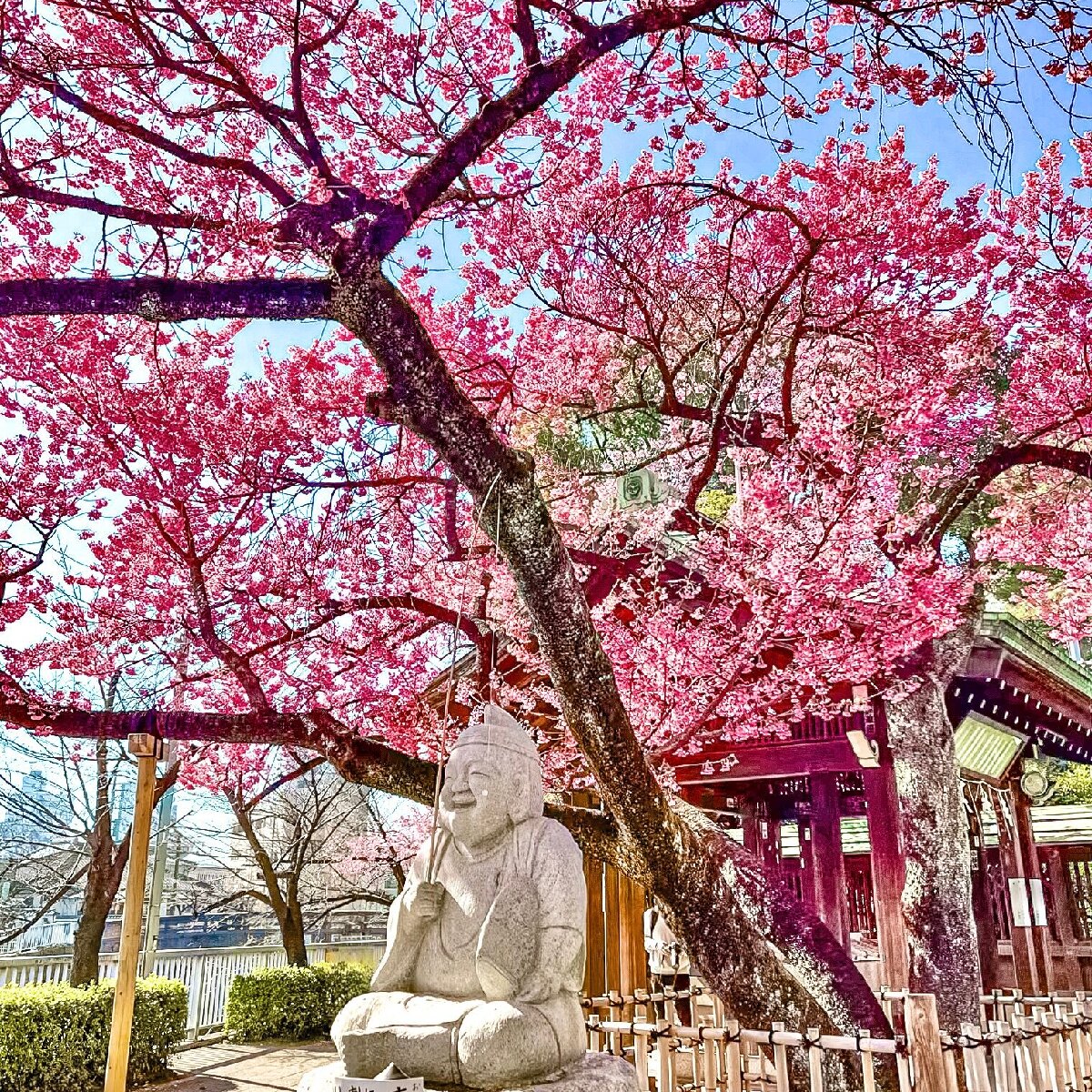 【ご利益あり⁉︎】既に桜が見頃！東京のパワースポット「荏原神社」で桜も福も手に入れよう！