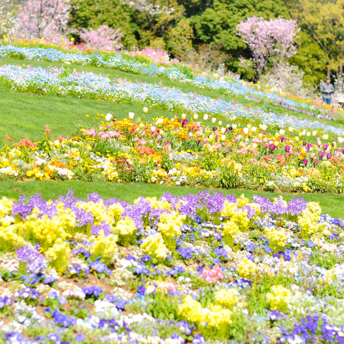 【神奈川・横浜】今年も開催！🌷春のおでかけ&お花の最強スポット！