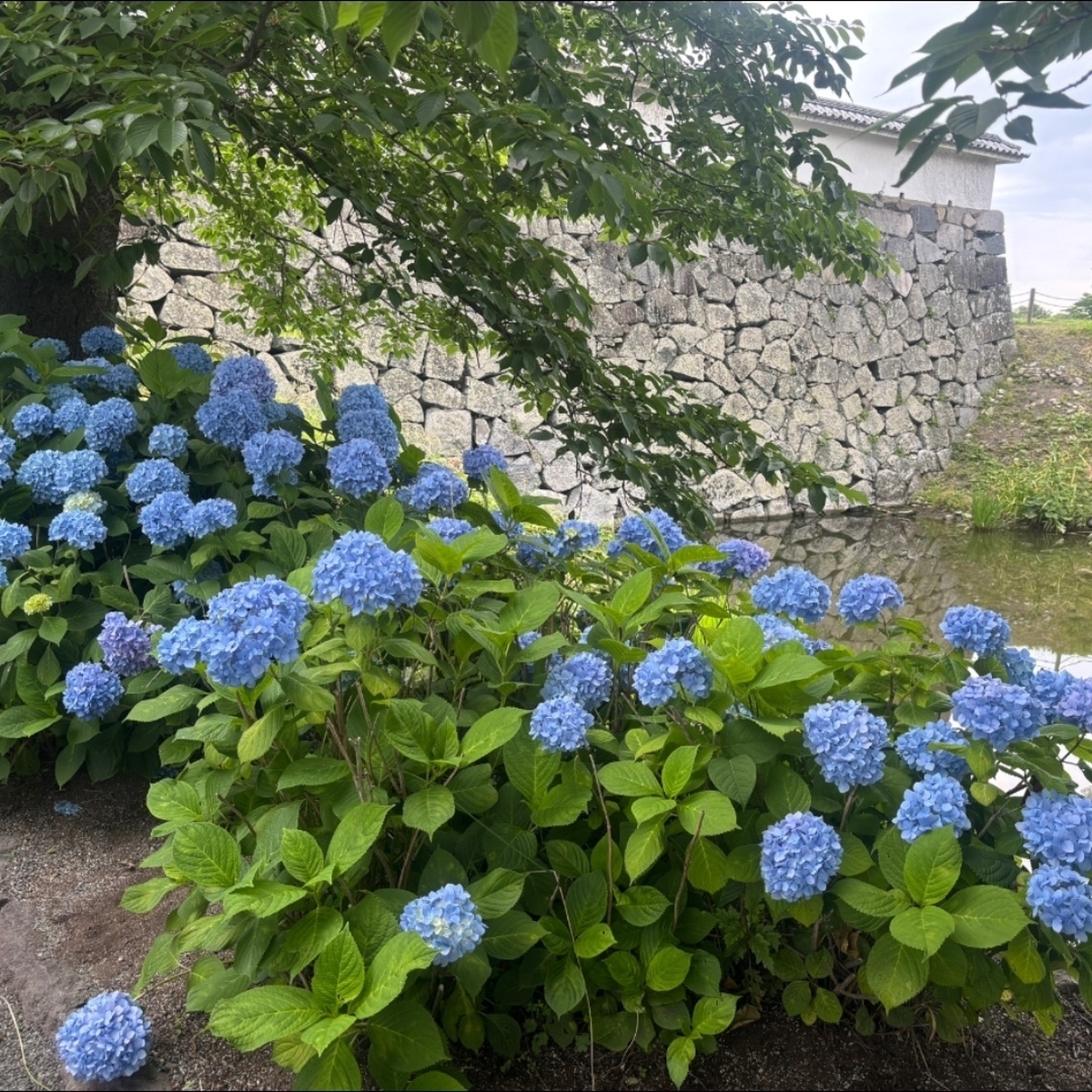 【今が見頃！】福岡でおすすめの紫陽花スポット