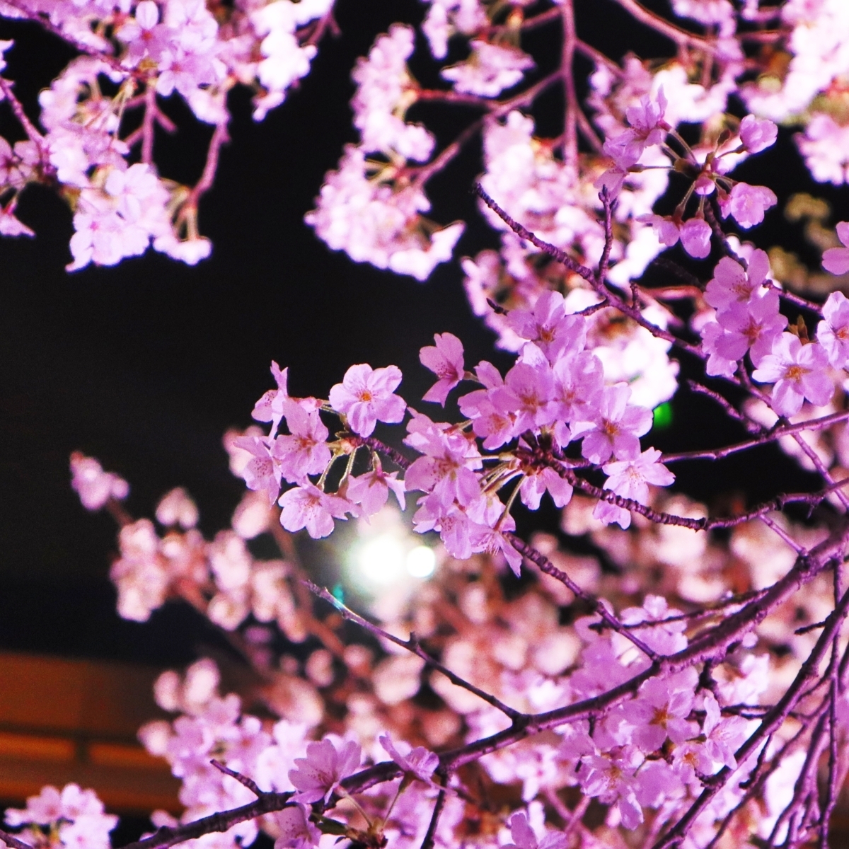 幻想的な夜桜が楽しめる！八芳園のTokyo Sakura Garden【白金台】