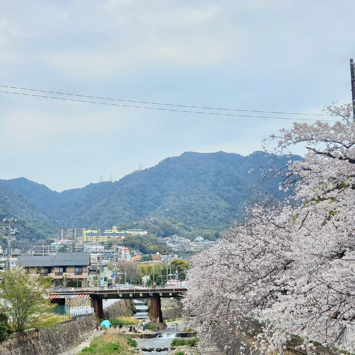 ≪関西・お花見≫神戸近郊の桜おすすめスポット！