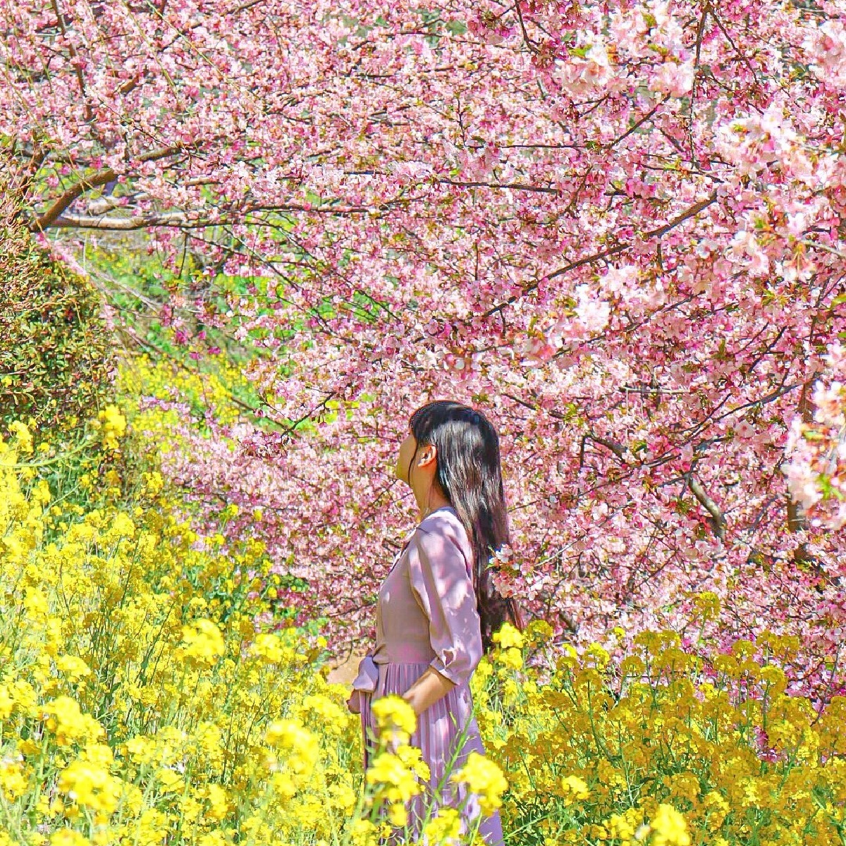 【河津桜】2月のお出かはここで決まり！早咲き桜スポット5選