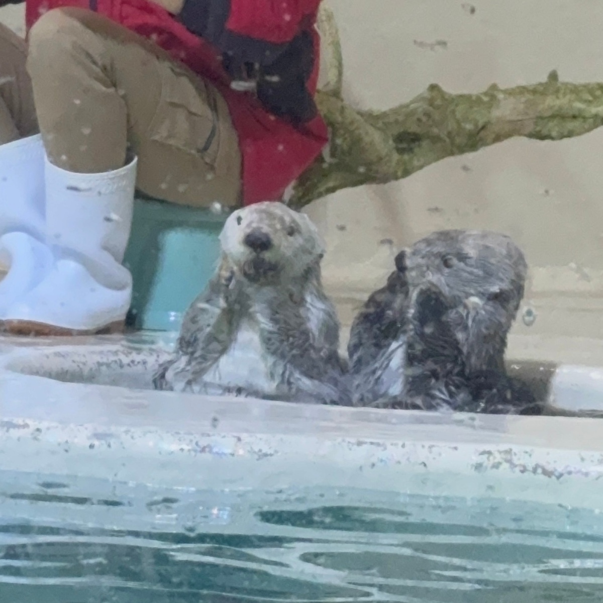 【三重】日本でラッコが見られるはここだけ！「鳥羽水族館」見どころレポート