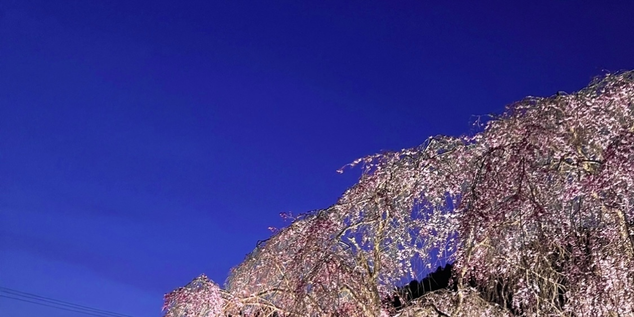 【奥多摩】まだ間に合う！東京の穴場桜スポット