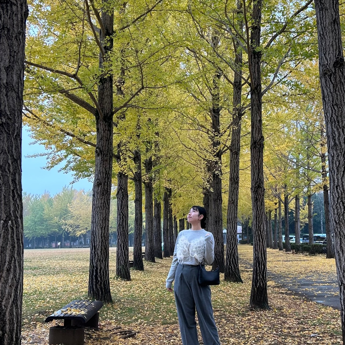 【茨城県/つくば市】暖冬だからこそ見頃の銀杏並木