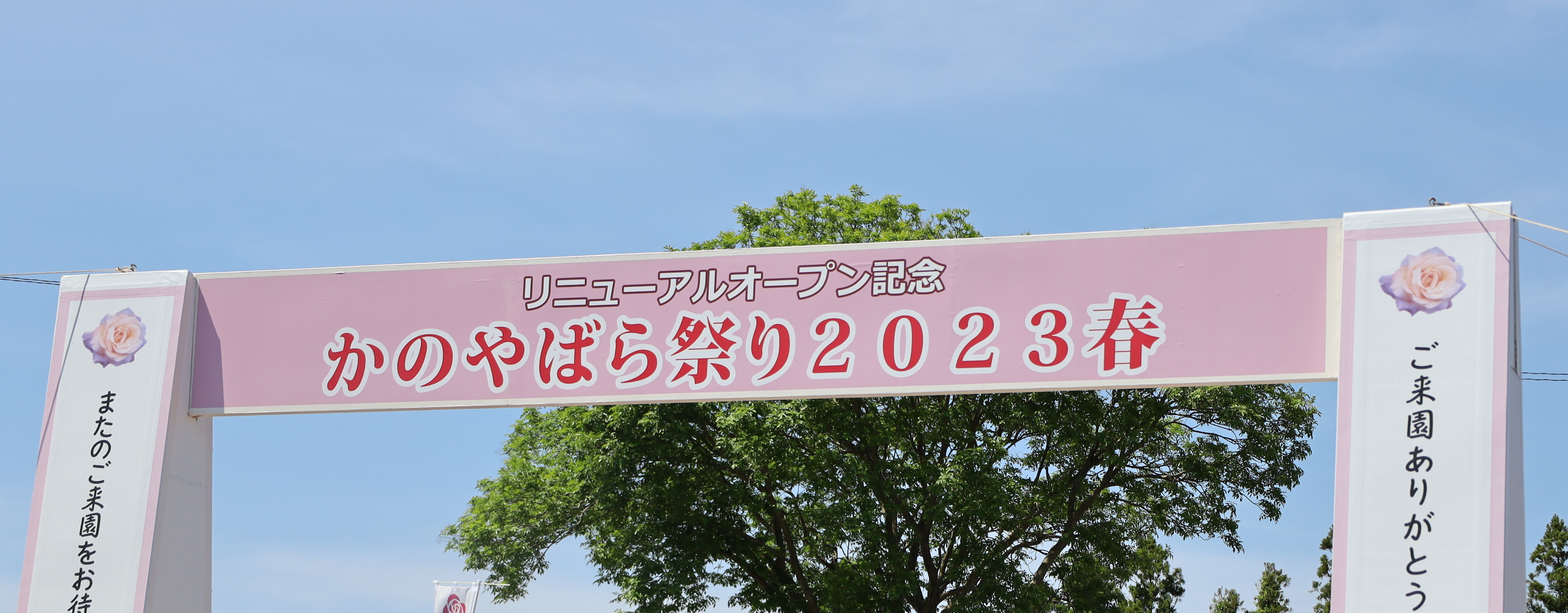 【鹿児島】《かのやばら園》のバラが見頃!の画像_1